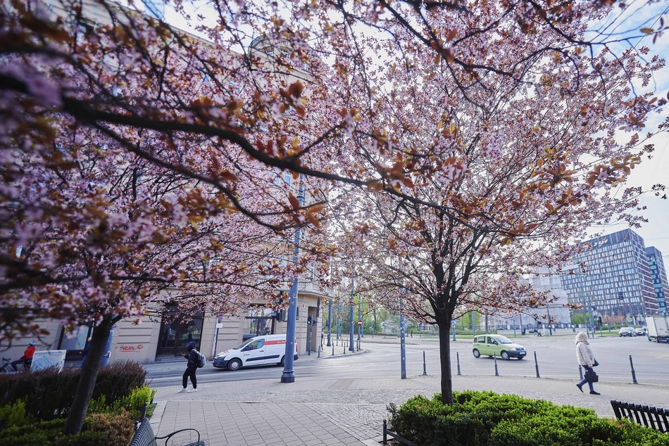 Łódź. Na skrzyżowaniu Kilińskiego i Narutowicza niczym w Japonii. Różowe drzewa przykuwają wzrok!