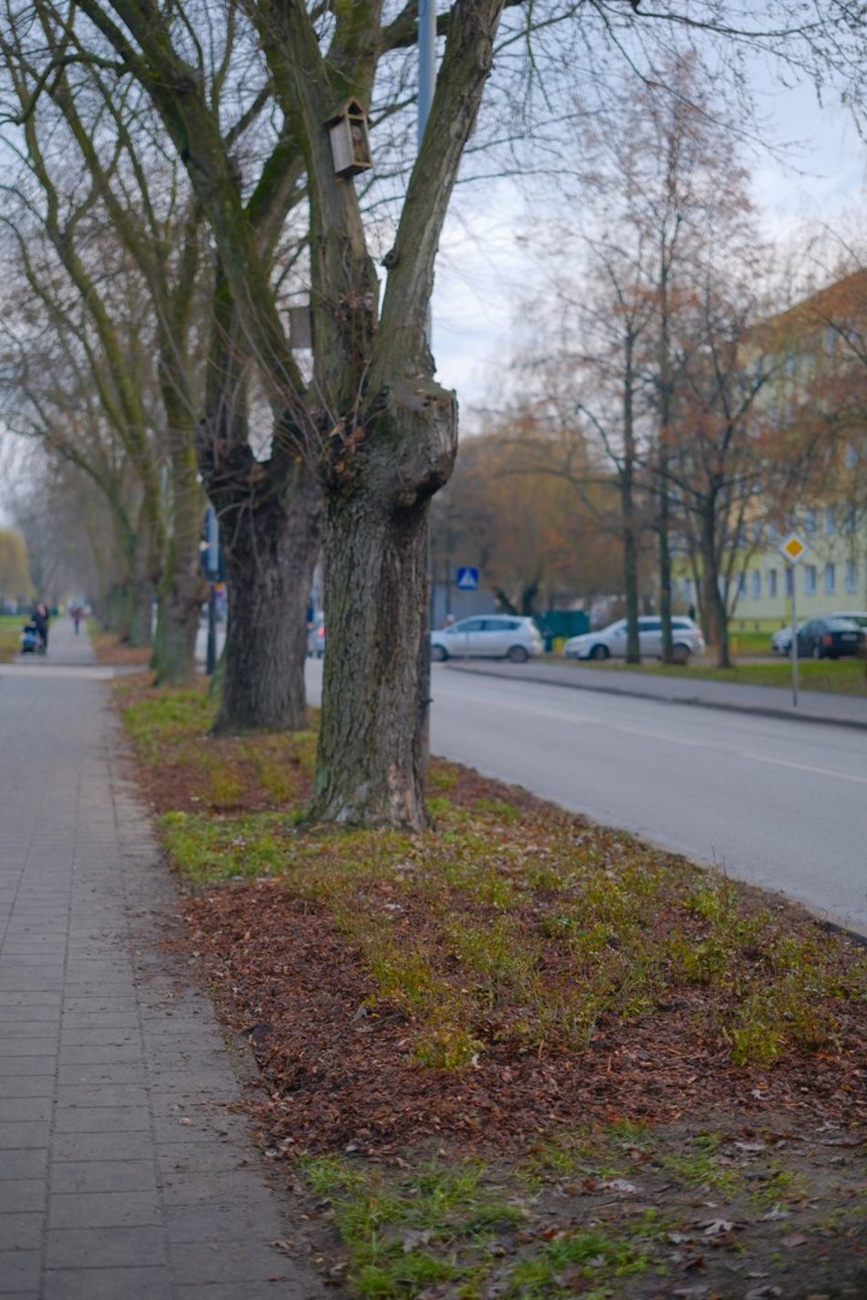 Łódź. Nasadzenia na ul. Kurczaki w Łodzi