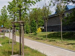Łódź. Aż 80 nowych drzew przy Monopolis w Łodzi! Piękne wiśnie zdobią Wydawniczą