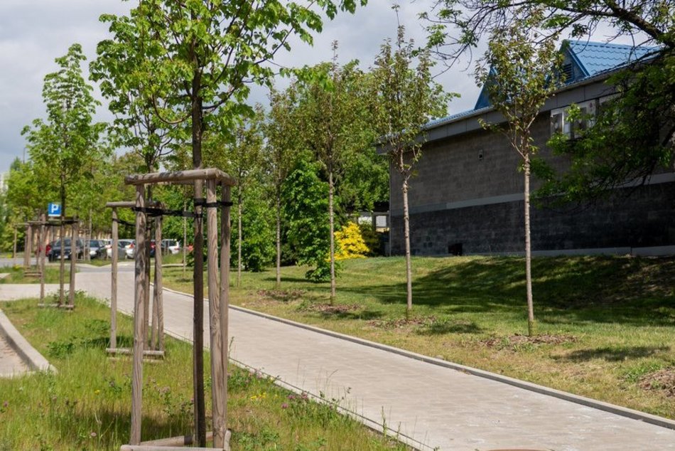 Łódź. Aż 80 nowych drzew przy Monopolis w Łodzi! Piękne wiśnie zdobią Wydawniczą