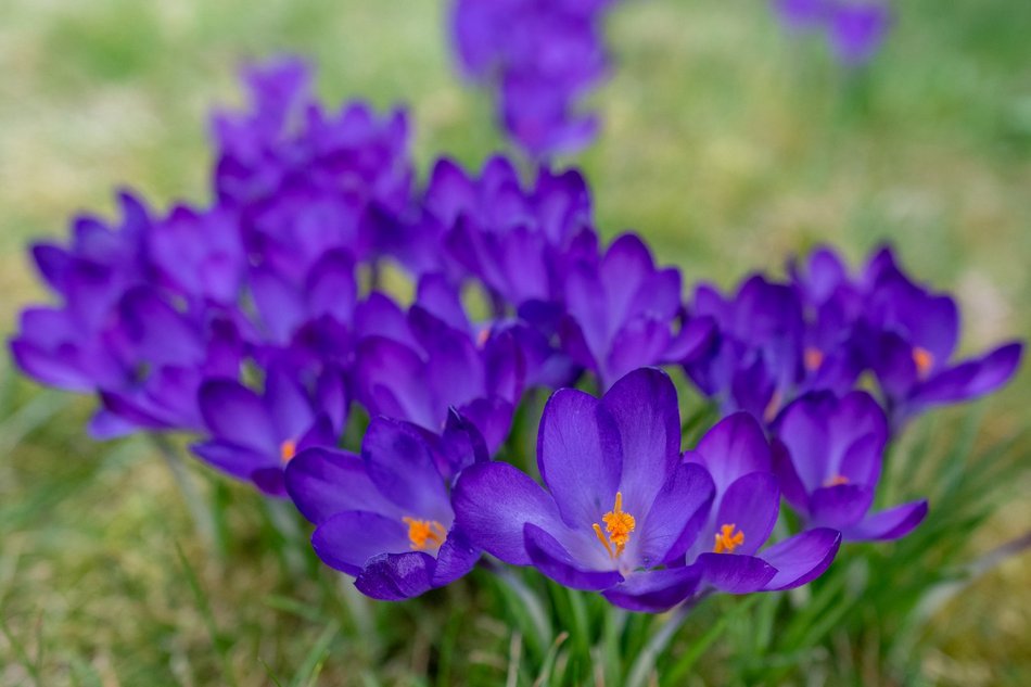 Wiosenny Ogród Botaniczny w Łodzi. Spacer wśród budzącej się do życia przyrody