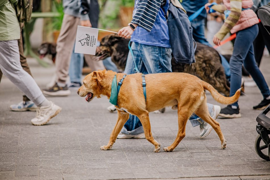 Łódź. Parada Kundelków na Piotrkowskiej