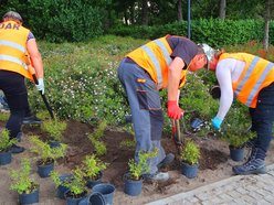 Łódź. Kolorowy bez opanował Park Moniuszki w Łodzi! Szykuje się fioletowo-biała wiosna!
