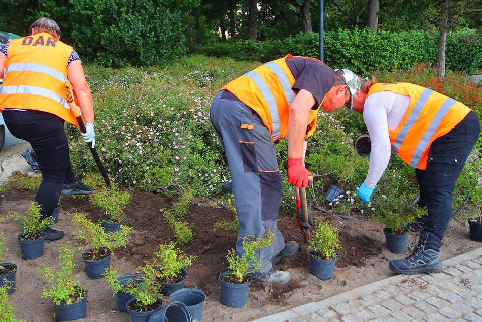 Łódź. Kolorowy bez opanował Park Moniuszki w Łodzi! Szykuje się fioletowo-biała wiosna!
