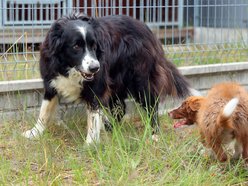 Uwierzysz, że to pracownicy lotniska w Łodzi? Psia ekipa z sokolnikiem Andrzejem Fijałkowskim na czele