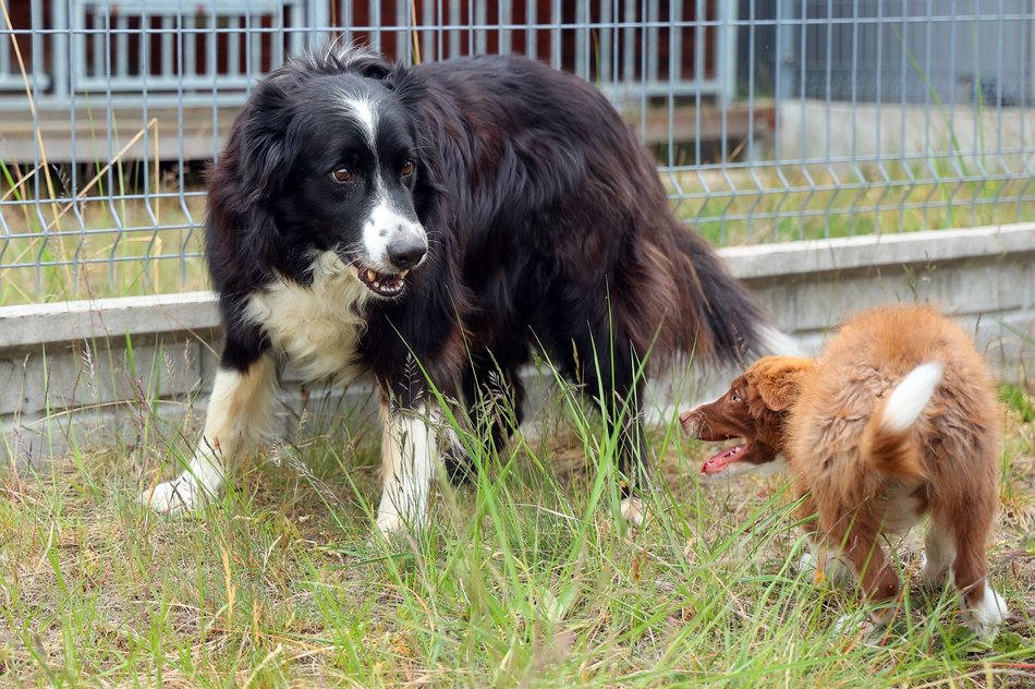 Uwierzysz, że to pracownicy lotniska w Łodzi? Psia ekipa z sokolnikiem Andrzejem Fijałkowskim na czele