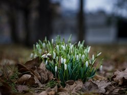 Park Klepacza znów kwitnie. Cebulice, śnieżniki i krokusy. Wiosna w Łodzi