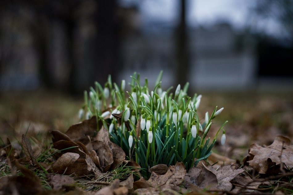 Park Klepacza znów kwitnie. Cebulice, śnieżniki i krokusy. Wiosna w Łodzi