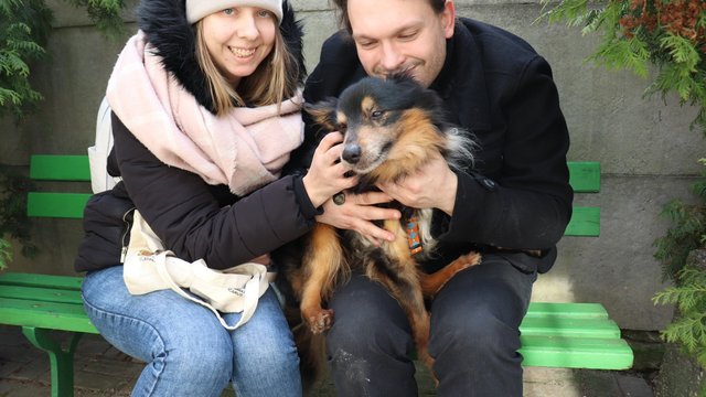 Pieski-seniorzy znajdują nowy dom. Coraz więcej adopcji starszych zwierząt ze schroniska w Łodzi