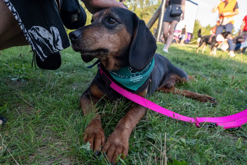 Łódź. Psia Polówka na Widzewskiej Górce. Psiaki przejęły dowodzenie!