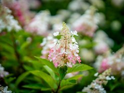 Łódź. Hortensje opanowały Ogród Botaniczny w Łodzi! To prawdziwa feeria barw