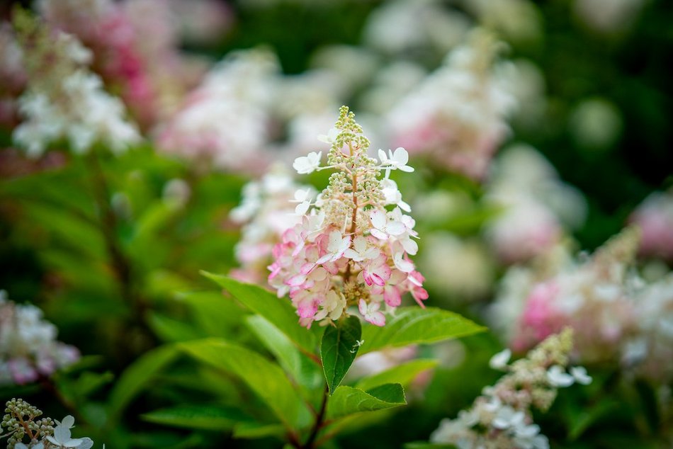 Łódź. Hortensje opanowały Ogród Botaniczny w Łodzi! To prawdziwa feeria barw