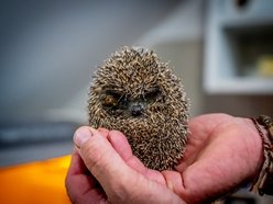 Łódź. W trosce o jeże. Sprawdź, jak pomóc im przetrwać jesień i zimę