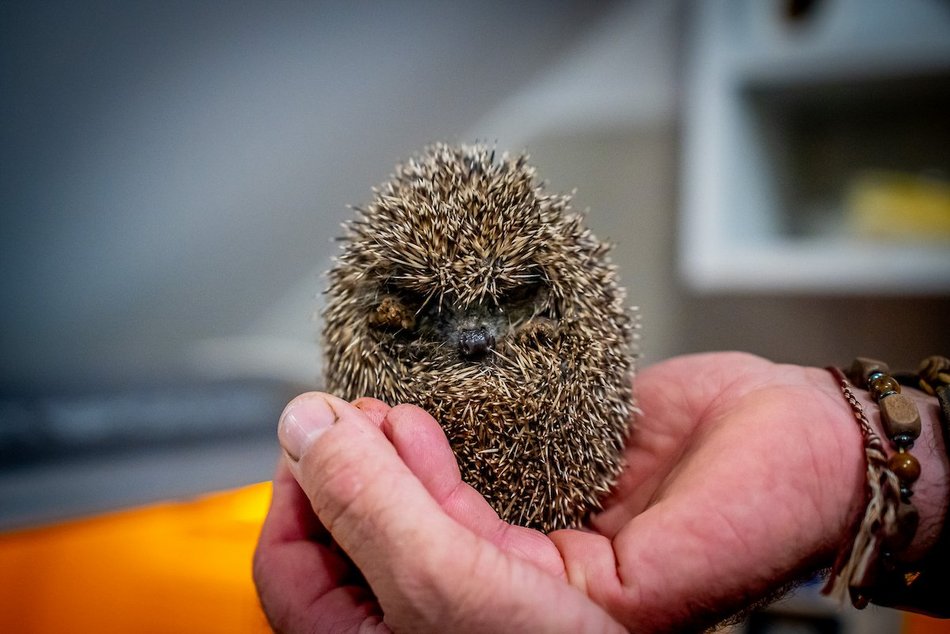 Łódź. W trosce o jeże. Sprawdź, jak pomóc im przetrwać jesień i zimę