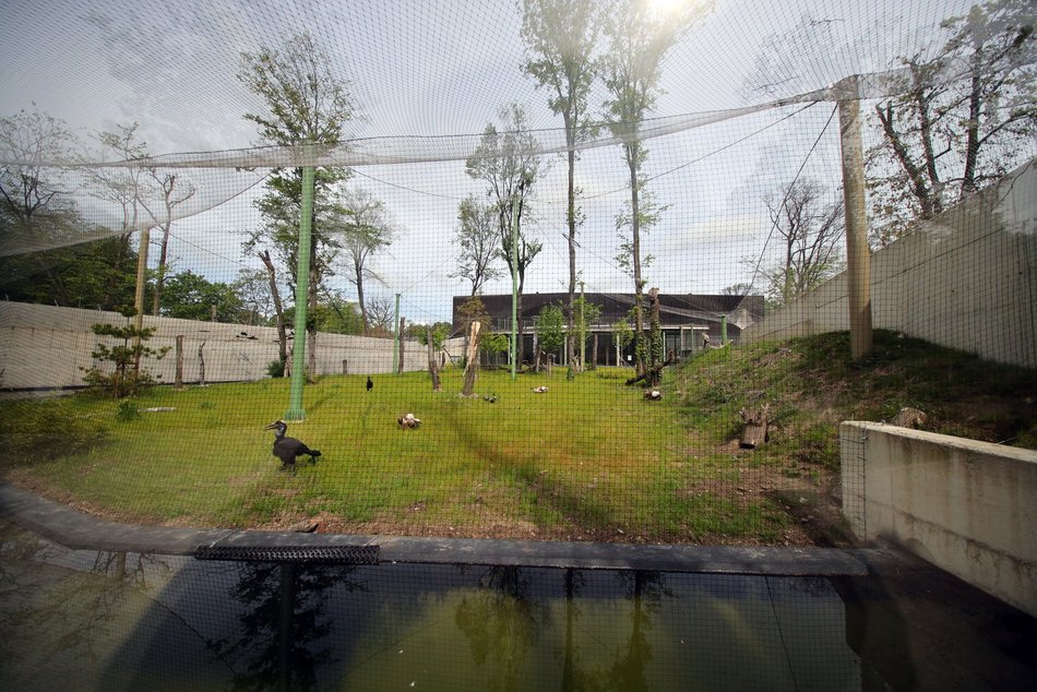 Sępy w Orientarium Zoo Łódź