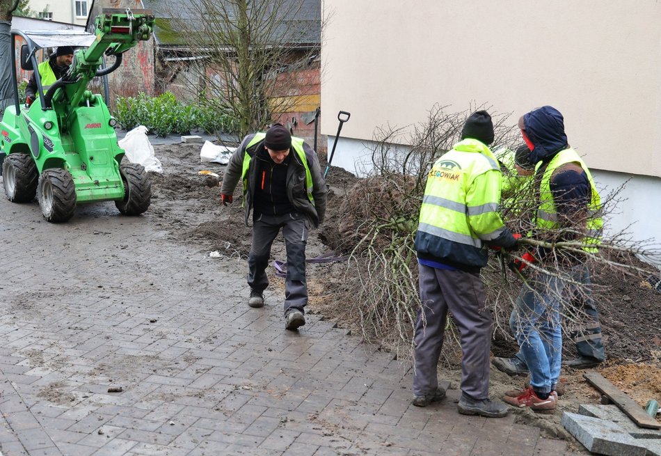 Sadzenie drzew i krzewów przy ul. Legionów
