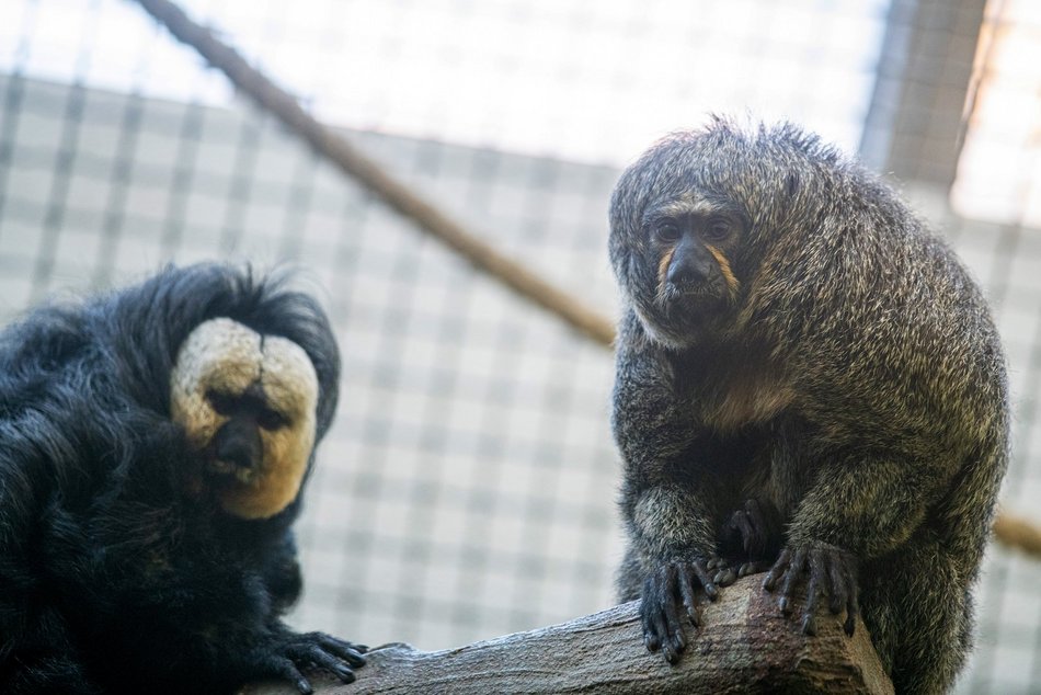 fot. Orientarium Zoo Łódź