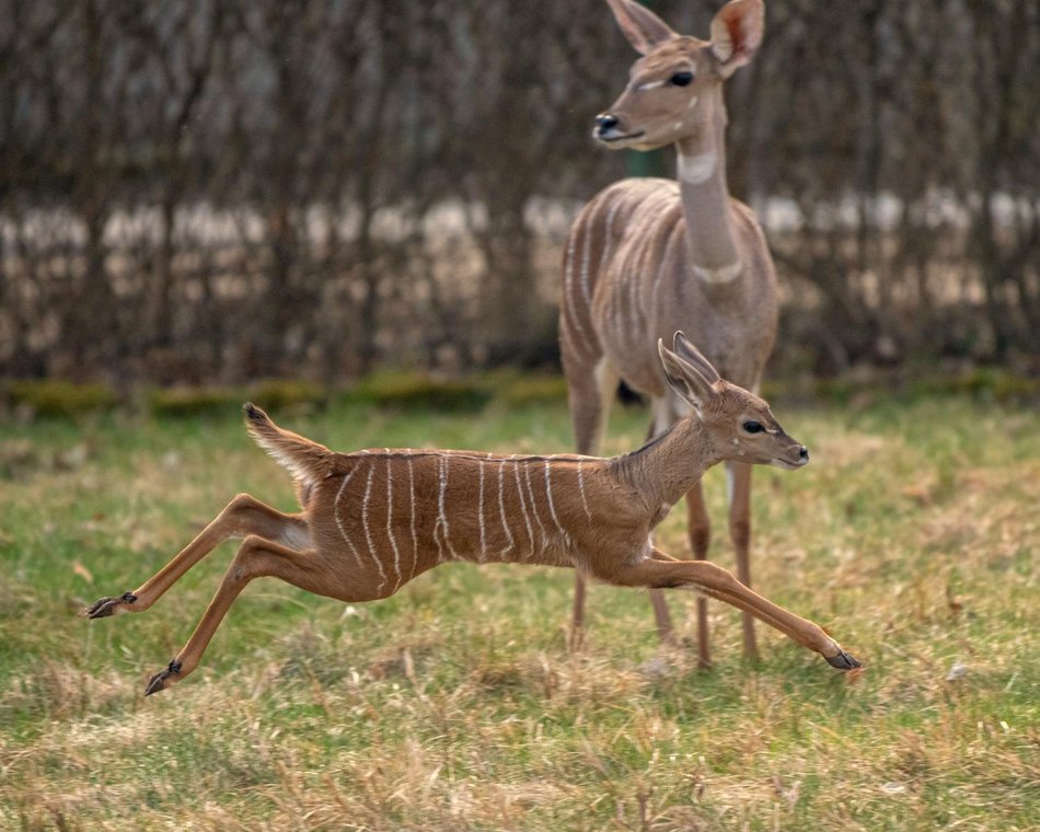 Łódź. Kudu mały urodził się w Orientarium Zoo Łódź. Antylopę możemy już podziwiać na wybiegu