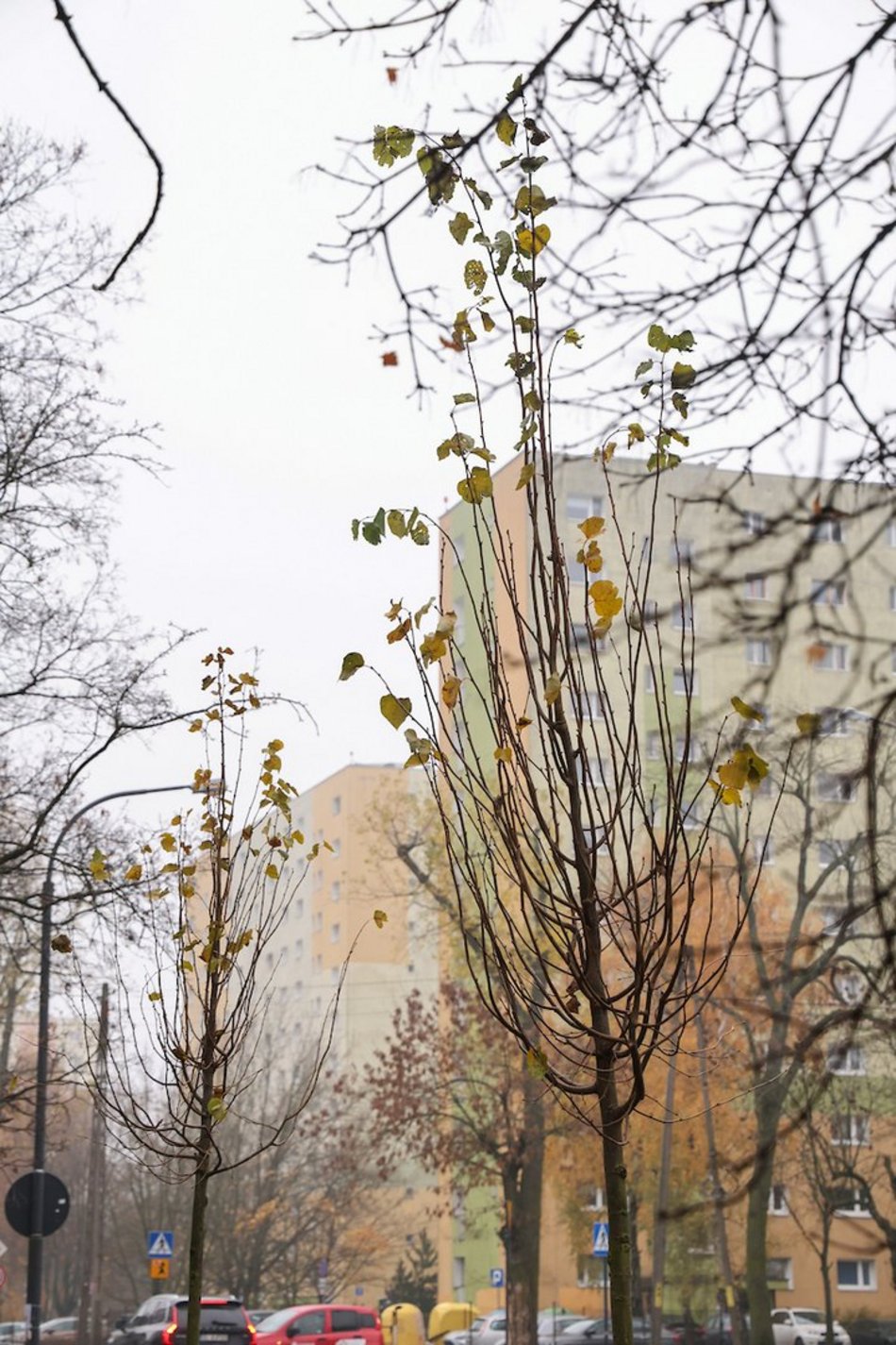 Łódź coraz bardziej zielona! Nowe drzewa pojawiły się na Górnej