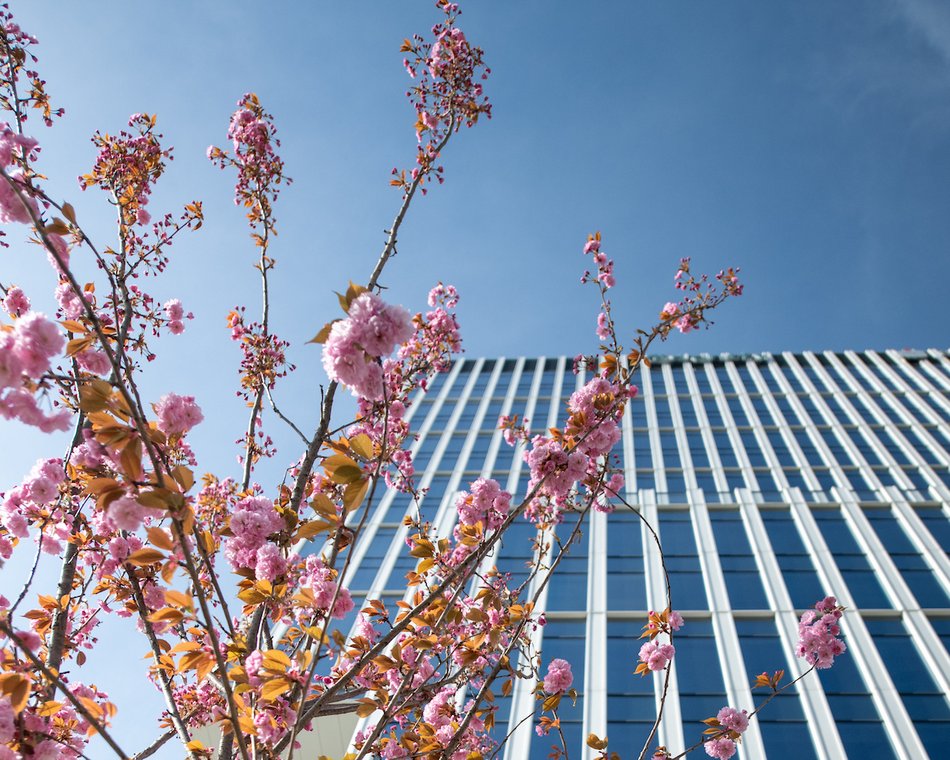 Łódź. Różowa aleja w centrum miasta. Przy Piłsudskiego zakwitły wiśnie japońskie!