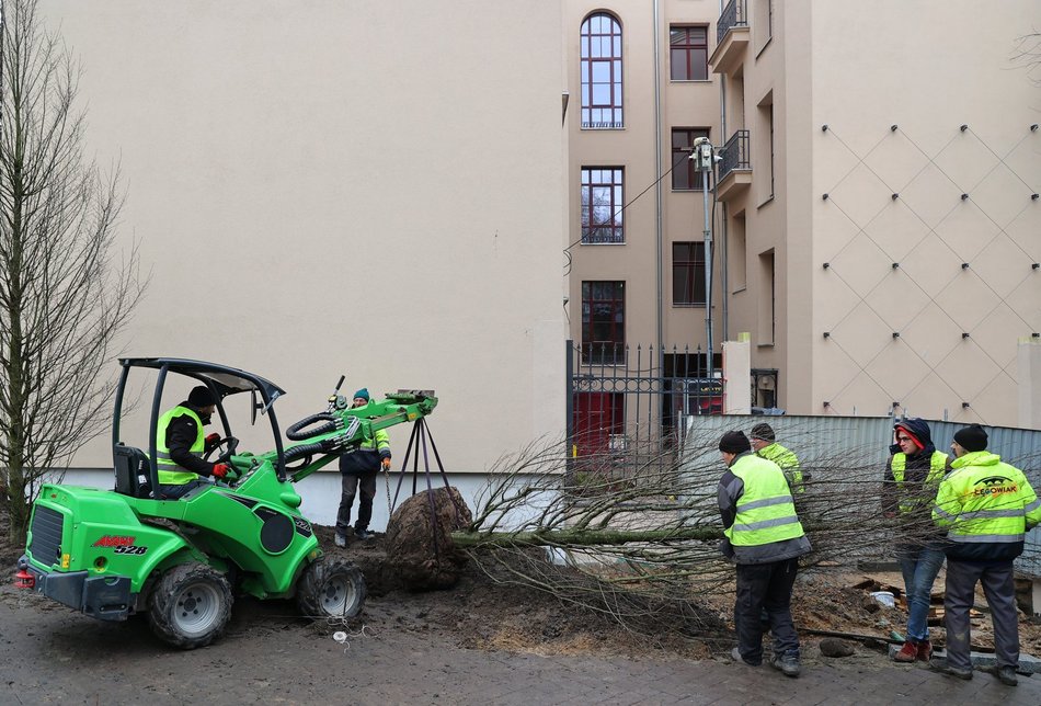 Sadzenie drzew i krzewów przy ul. Legionów