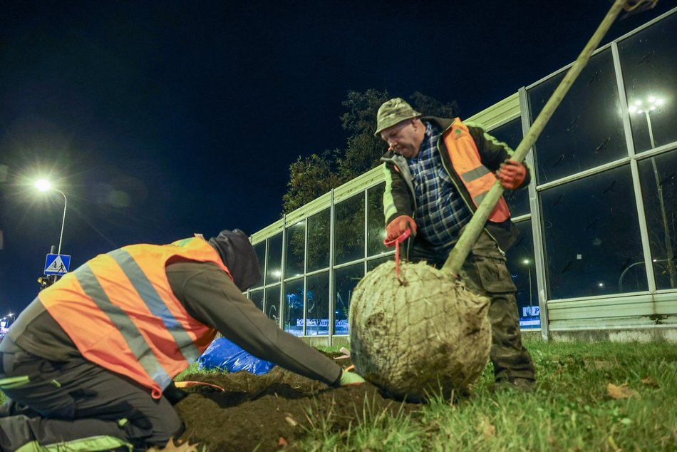 Łódź. Nowe drzewa przy Jana Pawła II