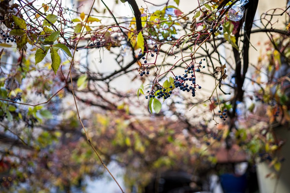 Najpiękniejsze jesienne podwórko w Łodzi? Zajrzyj na Piotrkowską 67!