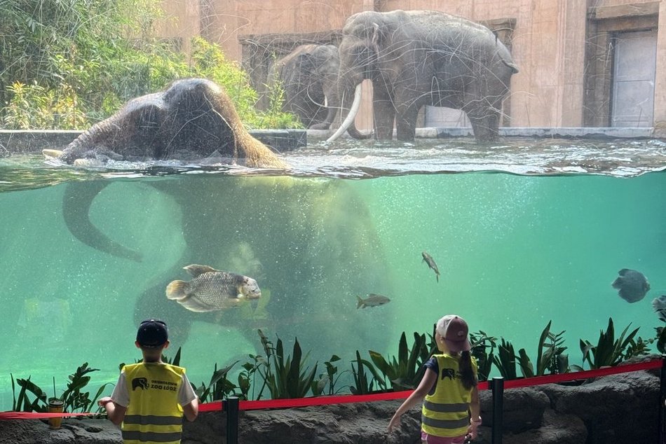 Łódź. Wakacyjne półkolonie w Orientarium Zoo Łódź i Aquaparku Fala w Łodzi. Tyle atrakcji, że głowa mała!