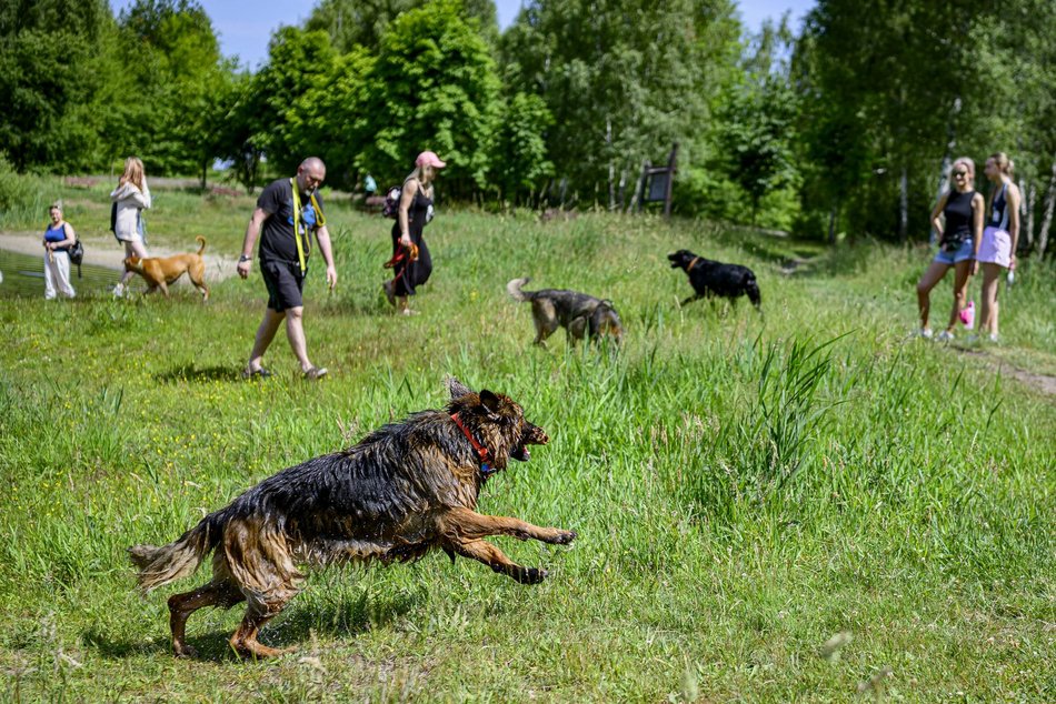 Łódź. Psiejski spacer na Uroczysku Lublinek w Łodzi. Kolejna odsłona wyjątkowej inicjatywy