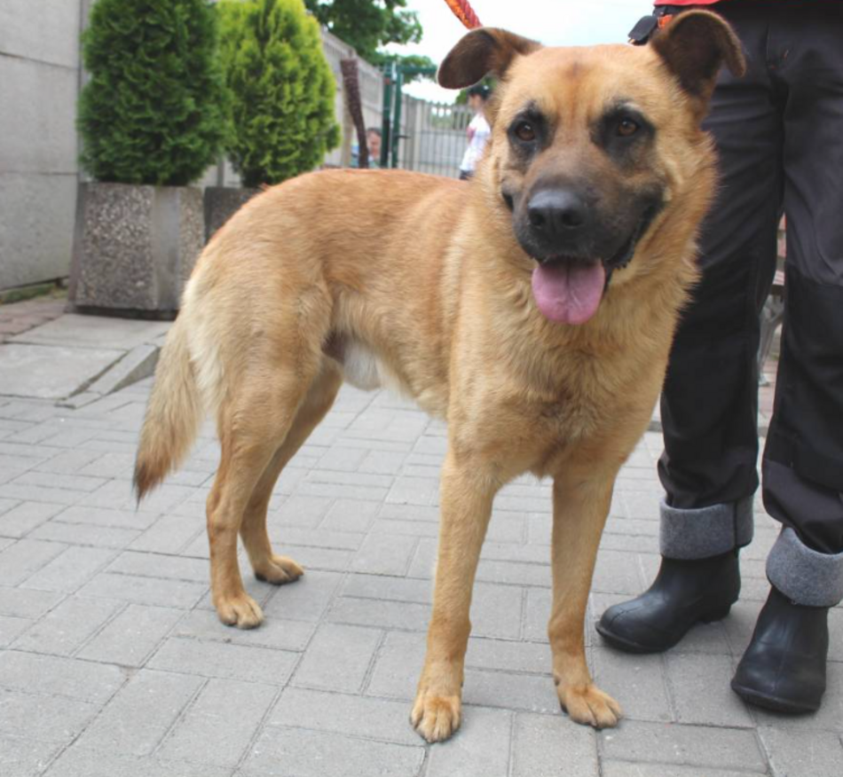 Łódź. Pies Romek ze schroniska w Łodzi