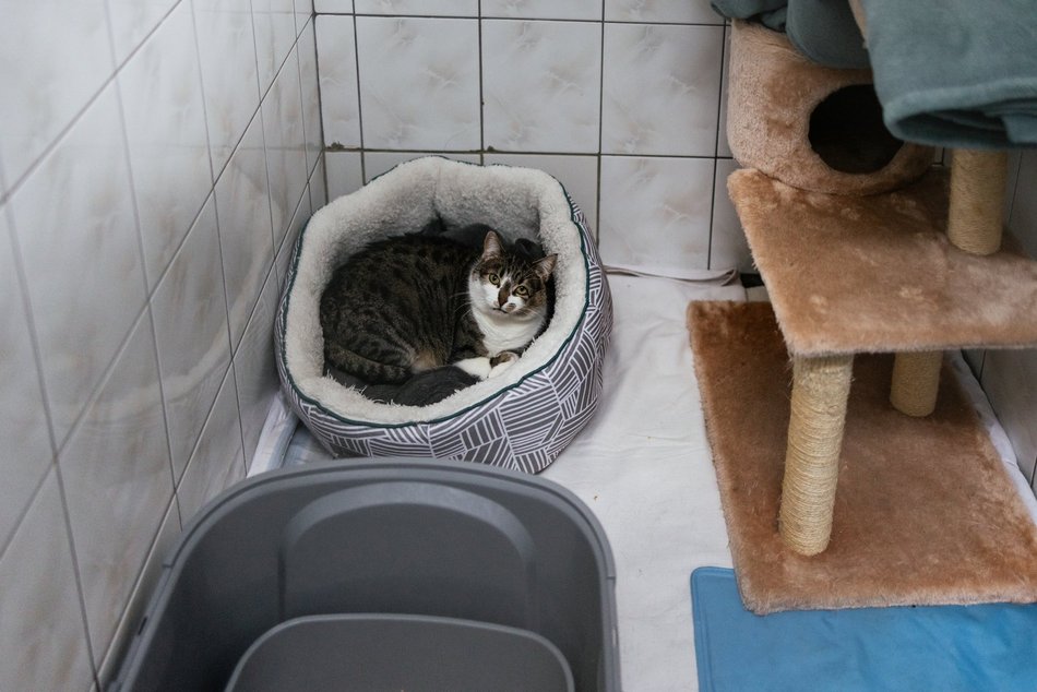 Łódź. Kocie walentynki w schronisku w Łodzi. Zobacz zdjęcia ze spotkania adopcyjnego