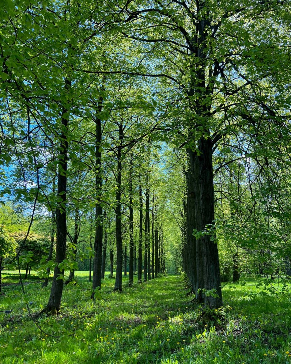 Wiosna w parku na Zdrowiu w Łodzi. Kwitnące drzewa i krzewy