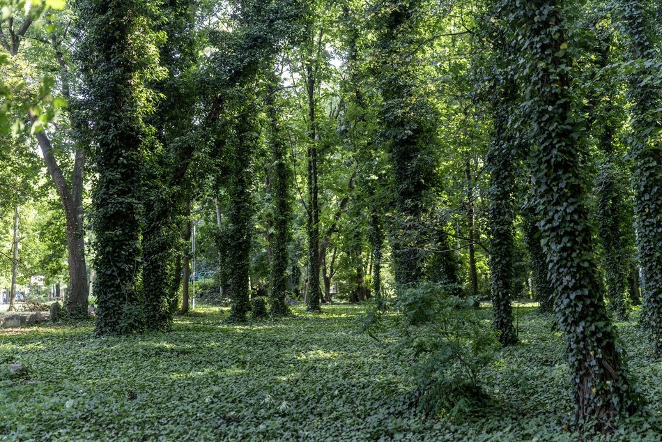 Park Rejtana w Łodzi