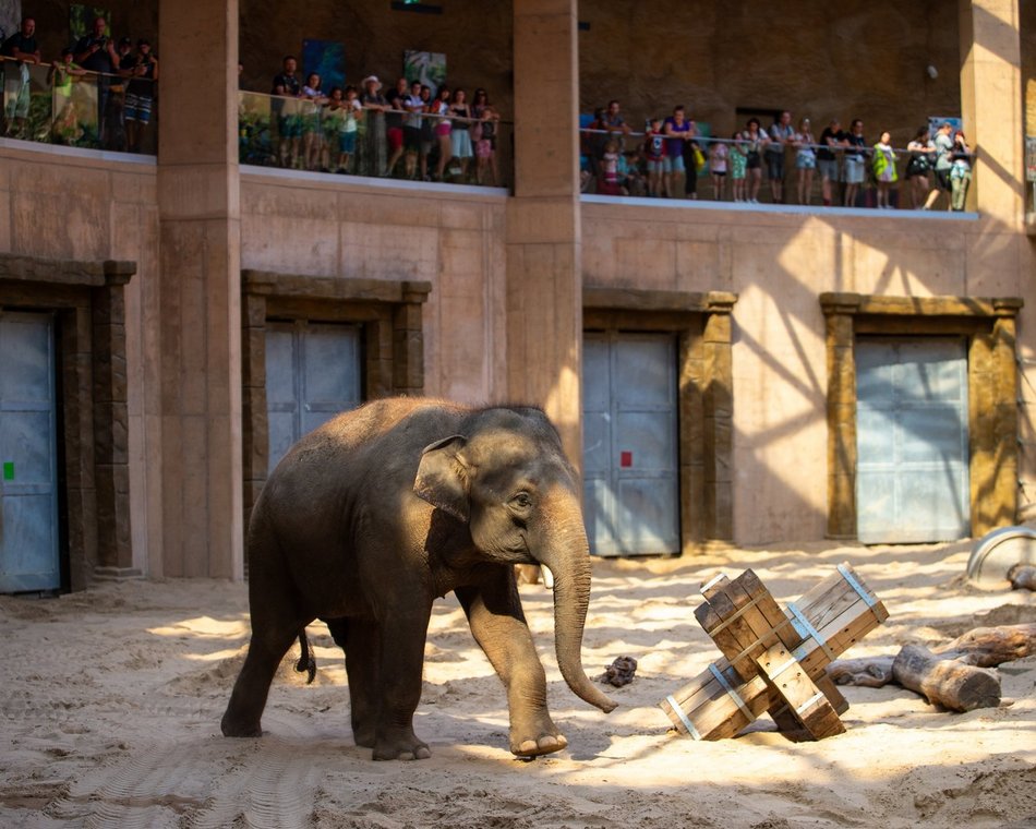 Łódzkie olbrzymy świętują! Dzień Słonia w Orientarium Zoo Łódź