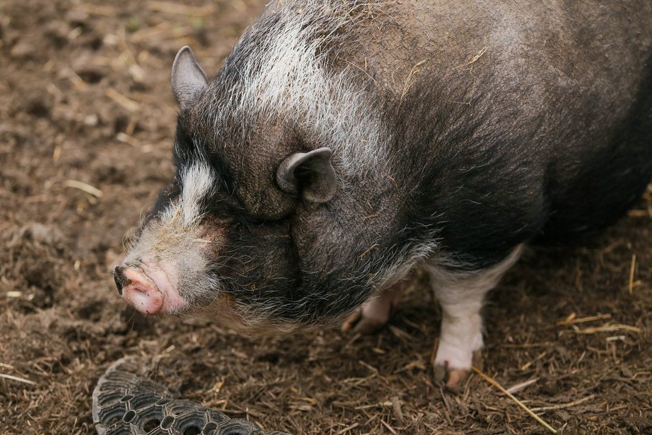 Fundacja Niechciane i Zapomniane pomogła już wielu zwierzętom