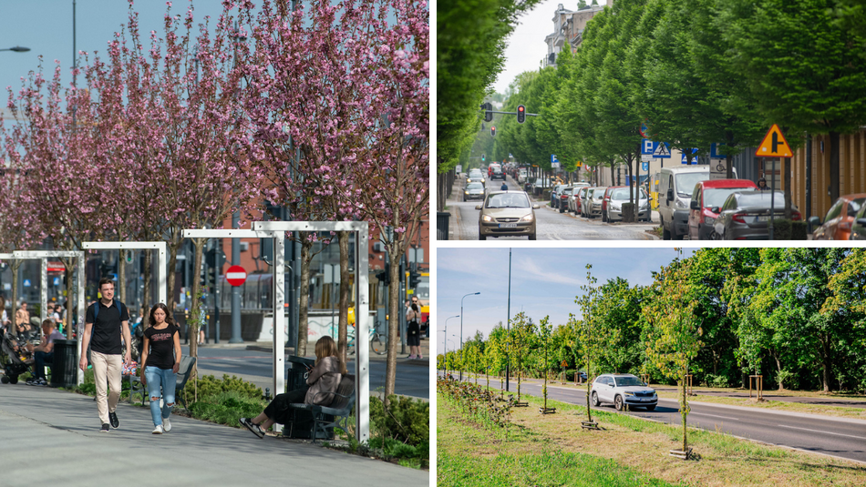 Łódź. Aż 20 tysięcy nowych drzew w 2025 roku