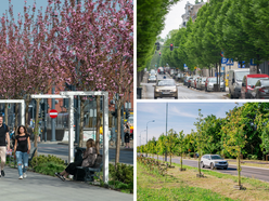 Łódź. Aż 20 tysięcy nowych drzew w 2025 roku