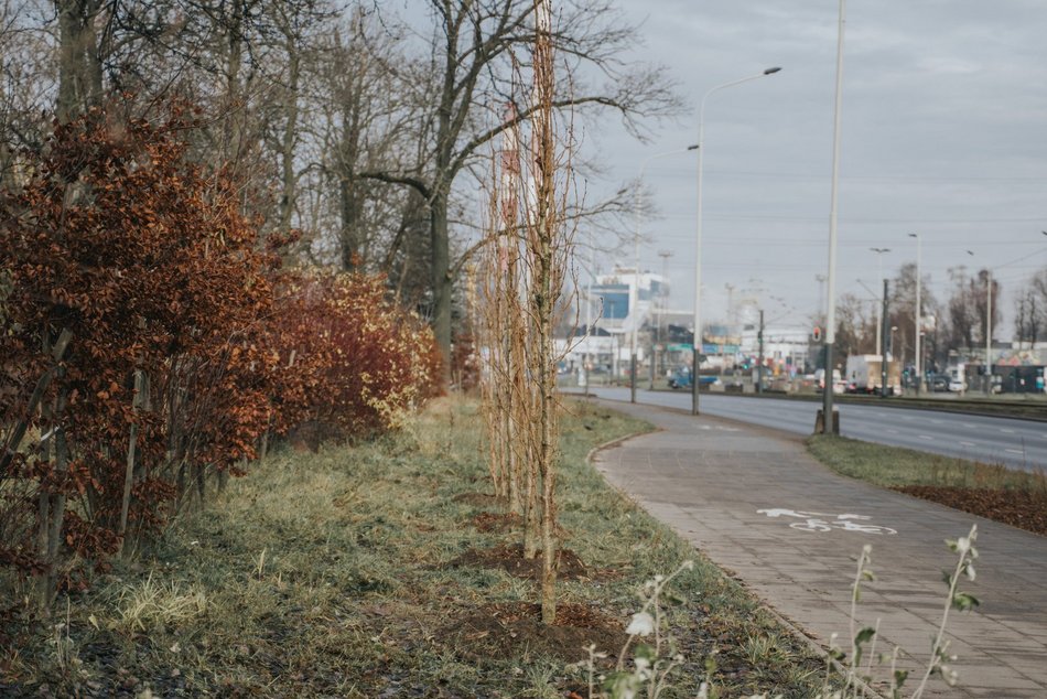 Łódź. Nasadzenia na al. Włókniarzy w Łodzi