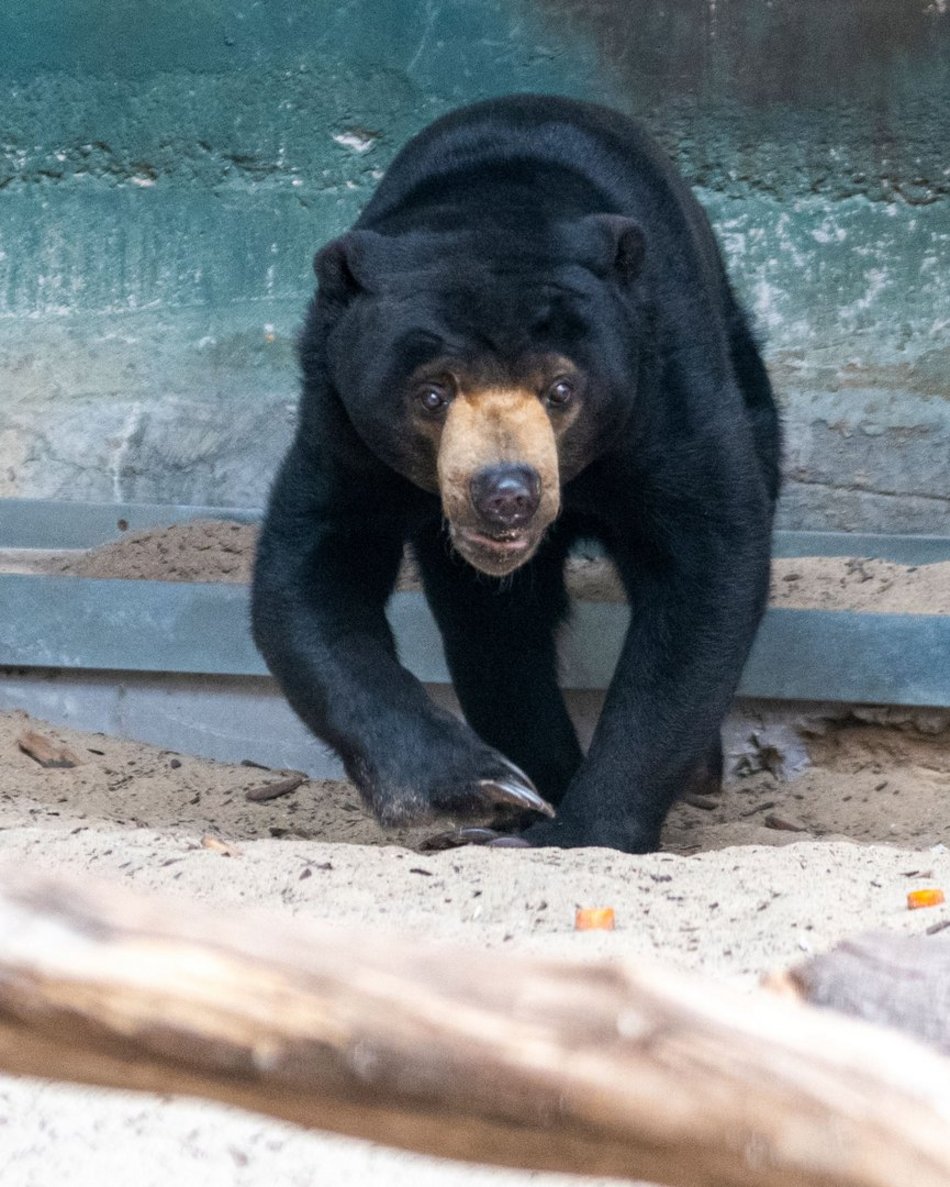 Łódź. Nowa niedźwiedzica w Orientarium Zoo Łódź! Przyjechała z ogrodu zoologicznego w Kolonii