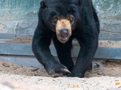 Łódź. Nowa niedźwiedzica w Orientarium Zoo Łódź! Przyjechała z ogrodu zoologicznego w Kolonii