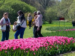 Łódź. Tysiące tulipanów w Ogrodzie Botanicznym w Łodzi. Przyjdź i zobacz je na własne oczy!