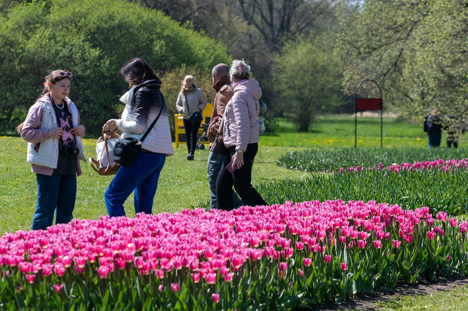 Łódź. Tysiące tulipanów w Ogrodzie Botanicznym w Łodzi. Przyjdź i zobacz je na własne oczy!