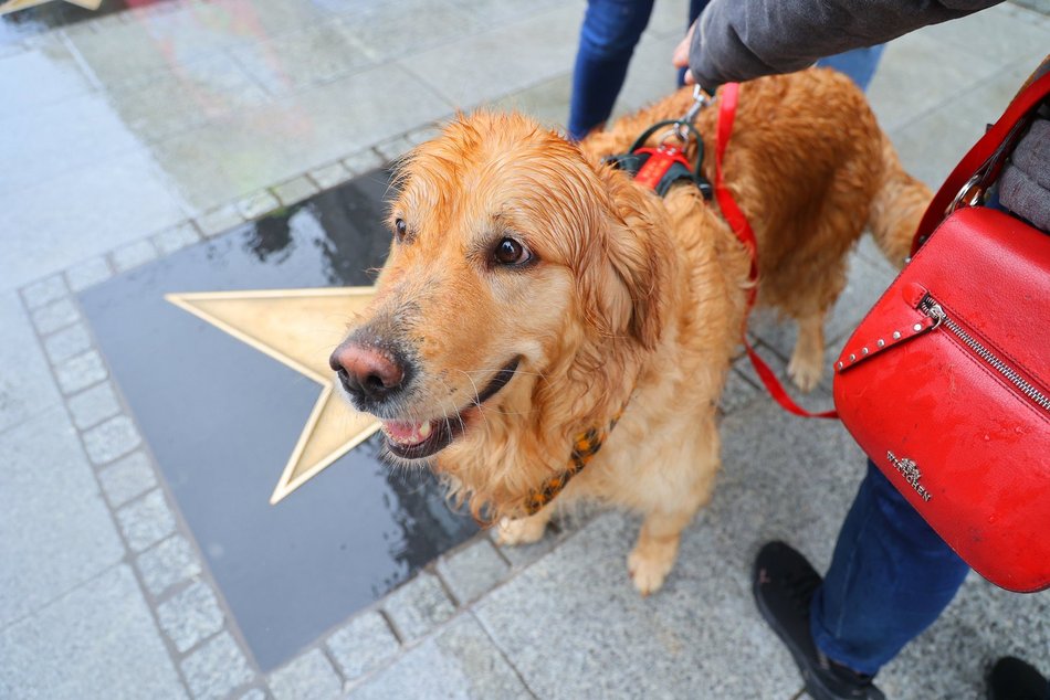 Parada kundelków w Łodzi 2025 przeszła ulicami. Skala słodyczy wysoka jak nigdy!