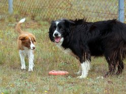 Łódź. Psy ze schroniska w Łodzi pomogą w resocjalizacji więźniów. Innowacyjny projekt stał się faktem