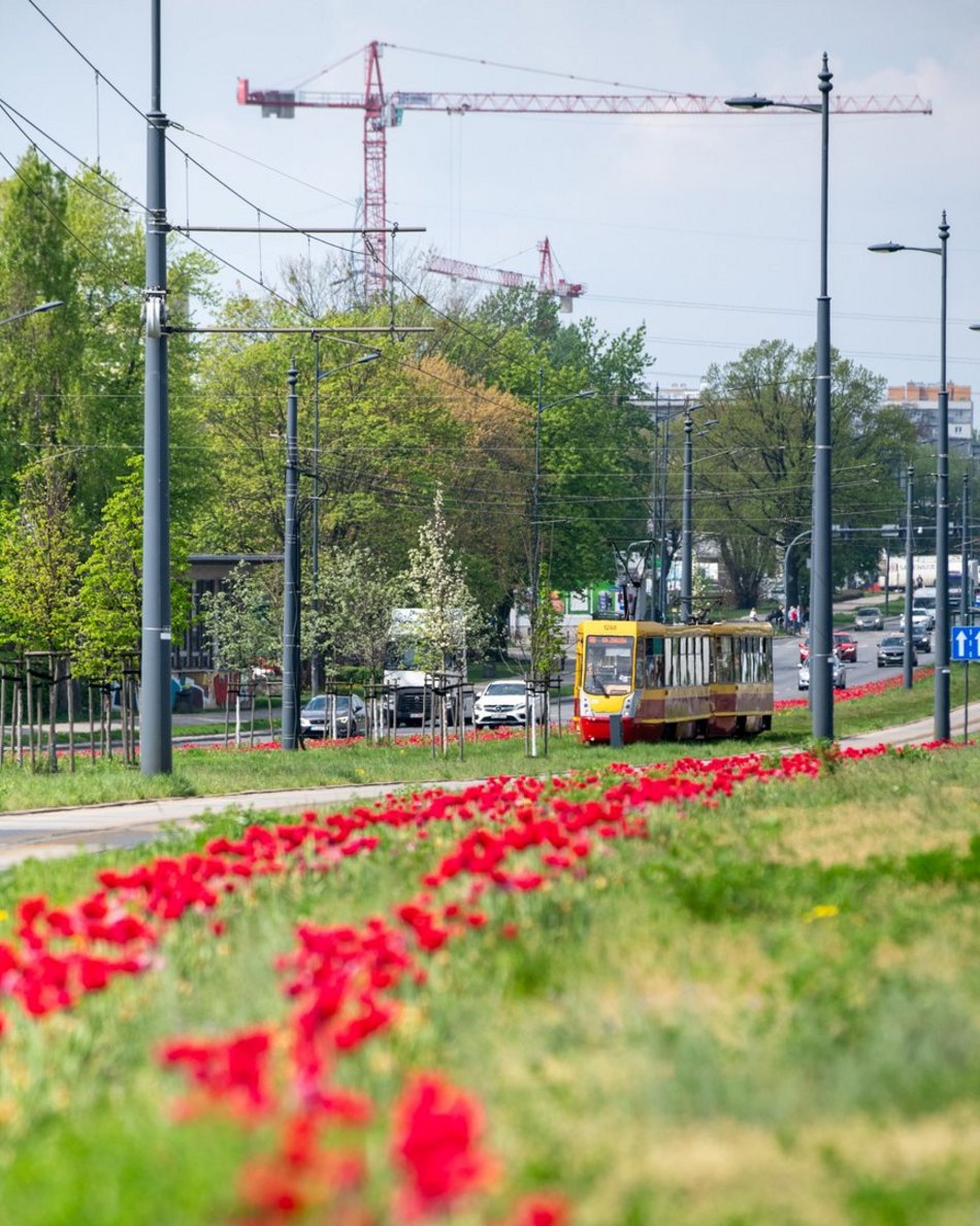 Łódź. Szpaler tulipanów na Piłsudskiego w Łodzi. Podróż tamtędy to uczta dla oczu