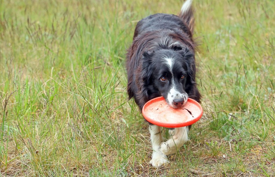 Uwierzysz, że to pracownicy lotniska w Łodzi? Psia ekipa z sokolnikiem Andrzejem Fijałkowskim na czele