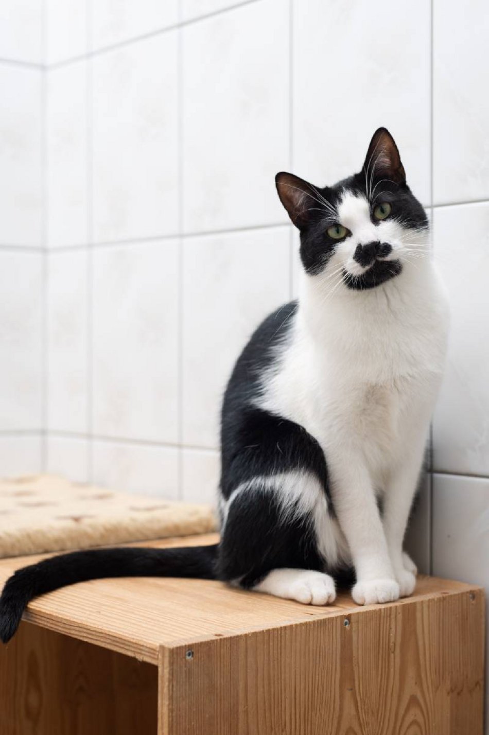 kotek w schronisku dla zwierząt w Łodzi