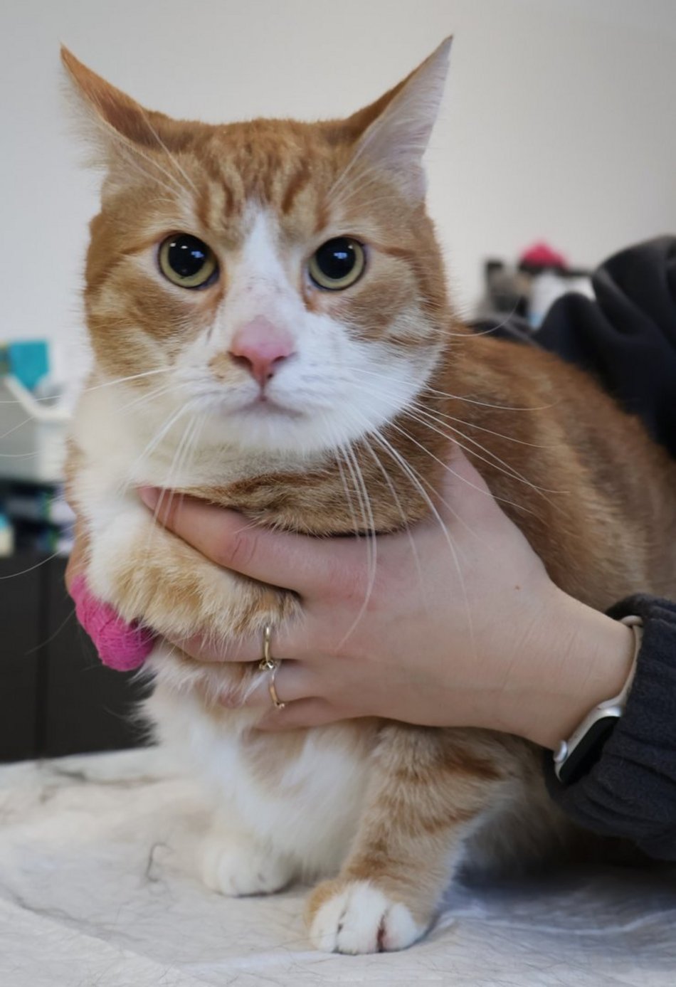 Łódź. Przygarnij Kluska! Czeka na swoją nową rodzinę w schronisku