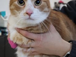 Łódź. Przygarnij Kluska! Czeka na swoją nową rodzinę w schronisku