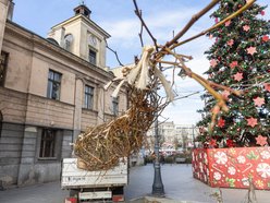 Łódź. Nowe drzewa na Piotrkowskiej w Łodzi. To także zasługa łódzkiego biznesu!